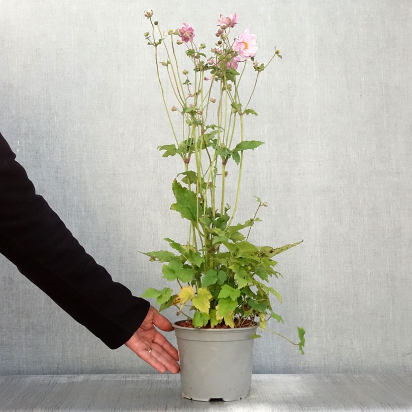 Spécimen de Anémone japonaise Mont Rose Pot de 3L/4L tel que livré en automne