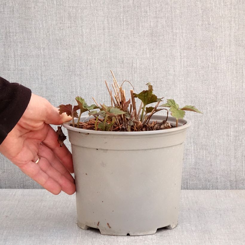 Spécimen de Anémone japonaise Mont Rose - Pot de 3L/4L tel que livré au printemps