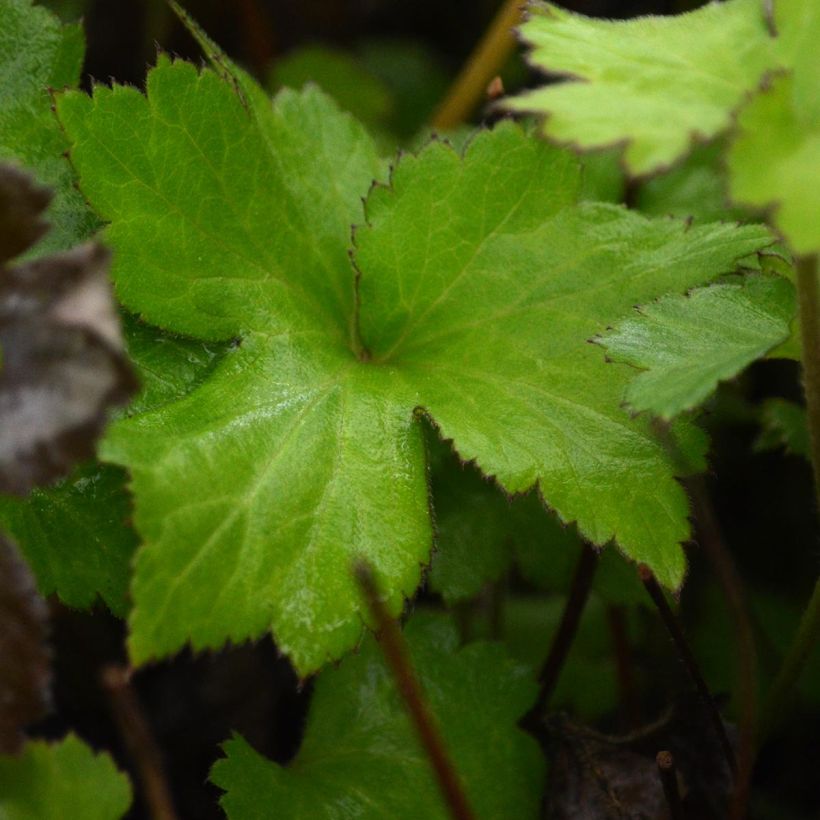 Anémone japonaise Rosenschale (Feuillage)