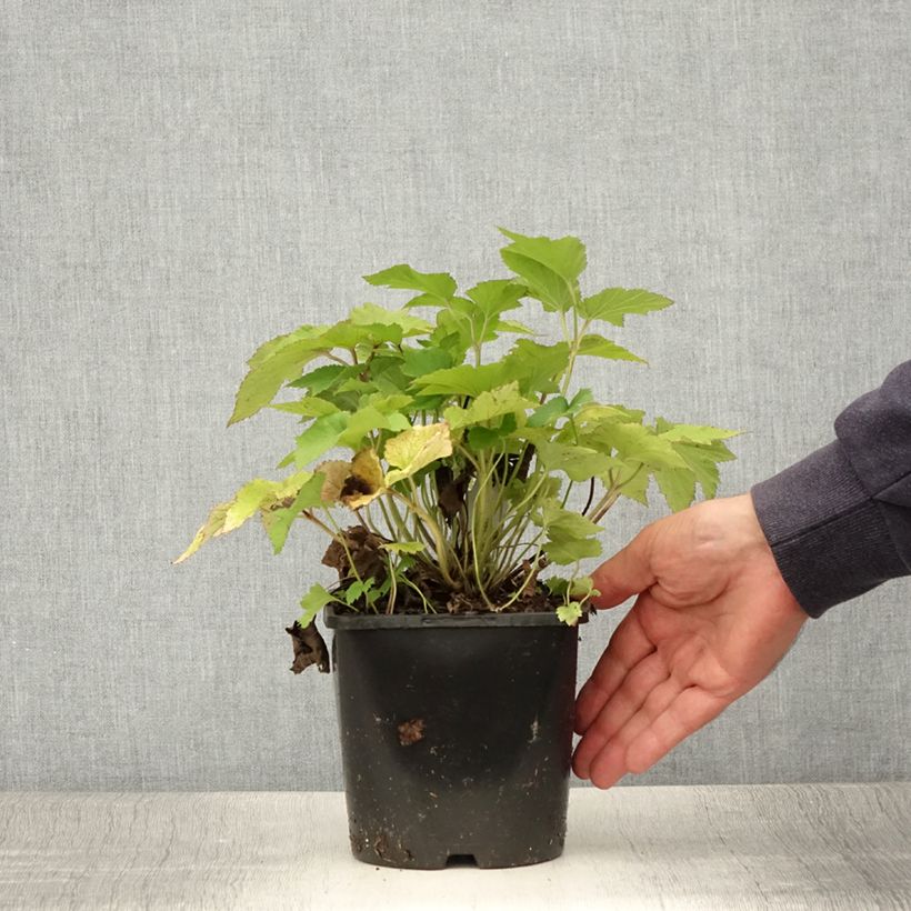 Spécimen de Anémone japonaise Splendens - Anemone hupehensis var.japonica Pot de 2L/3L tel que livré en été