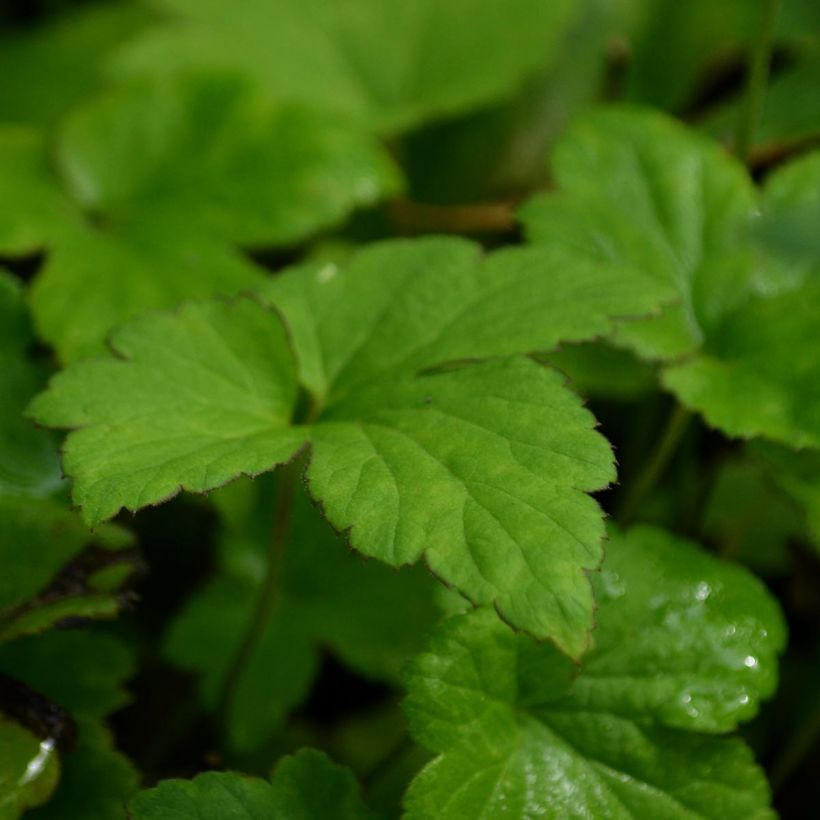 Anémone japonaise tomentosa Serenade (Feuillage)