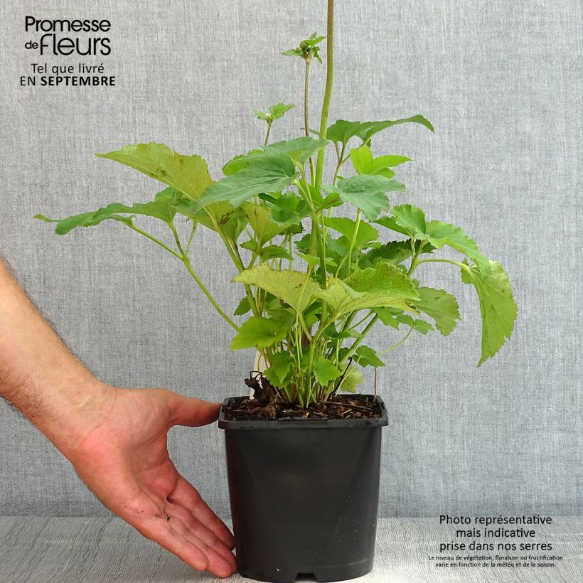 Spécimen de Anémone japonaise tomentosa Serenade Pot de 2L/3L tel que livré en été