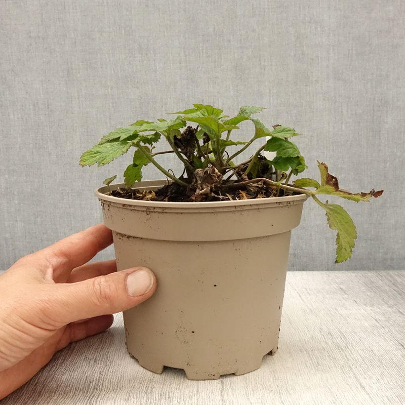 Spécimen de Anémone japonaise Whirlwind - Pot de 1.5L/2L tel que livré au printemps