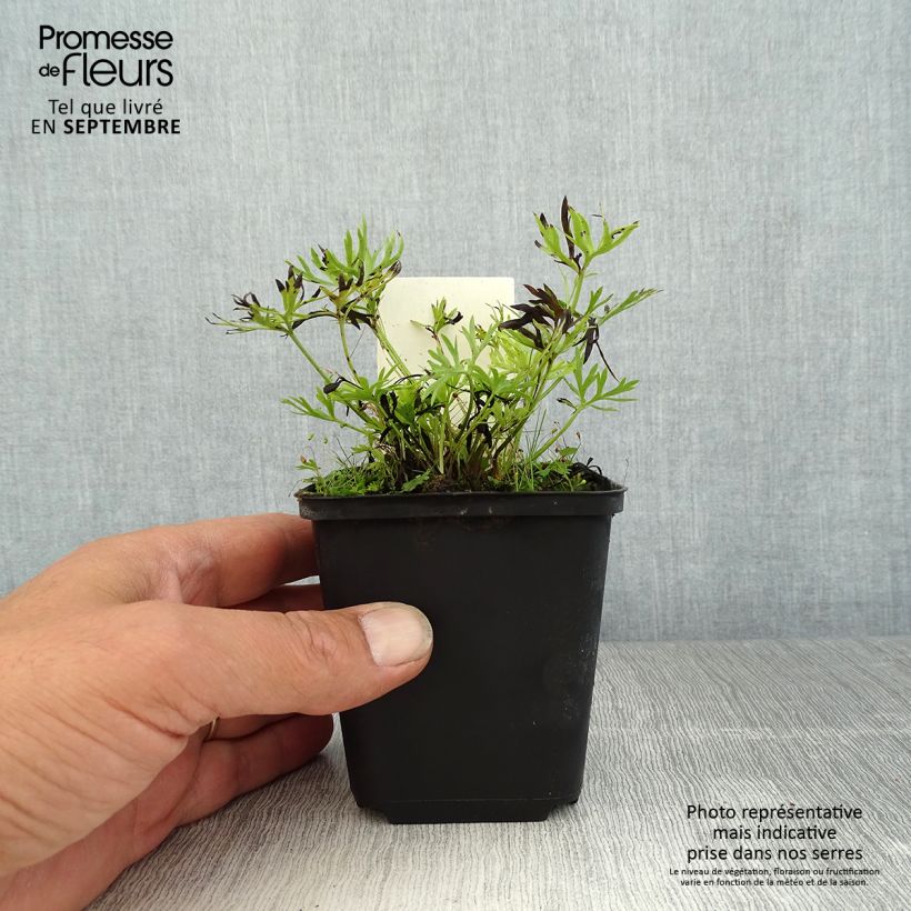 Spécimen de Anemone multifida Rosea - Anémone multifide Godet de 8/9 cm tel que livré en été