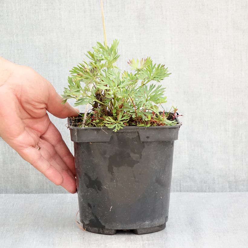 Spécimen de Anemone multifida Rubra - Anémone multifide Pot de 2L/3L tel que livré en été