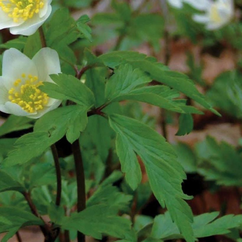 Anemone nemorosa - Anémone des bois (Feuillage)