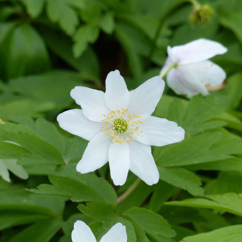 Anemone nemorosa Lychette - Anémone des bois (Floraison)