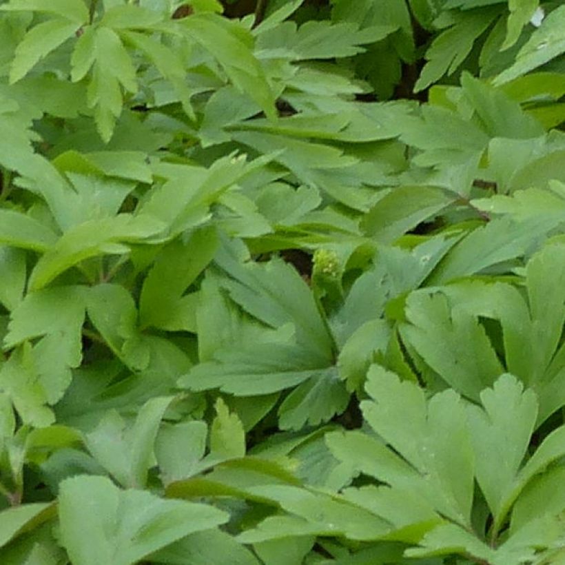 Anemone nemorosa Lychette - Anémone des bois (Feuillage)