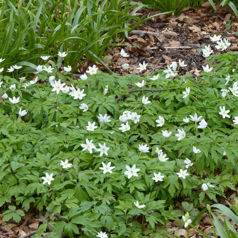 Anemone nemorosa Lychette - Anémone des bois (Port)