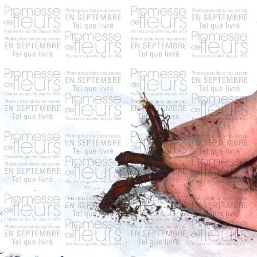 Exemple de spécimen de Anémone nemorosa Vestal - Anémone des bois Bulbe tel que livré