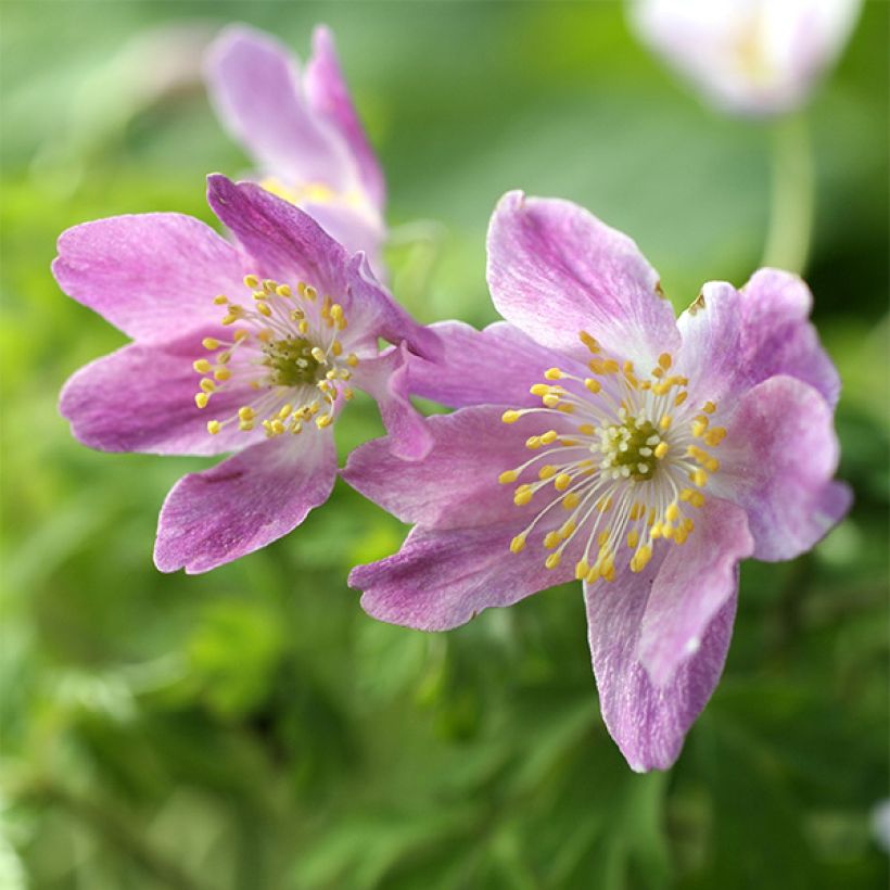 Anemone nemorosa Westwell Pink - Anémone des bois (Floraison)