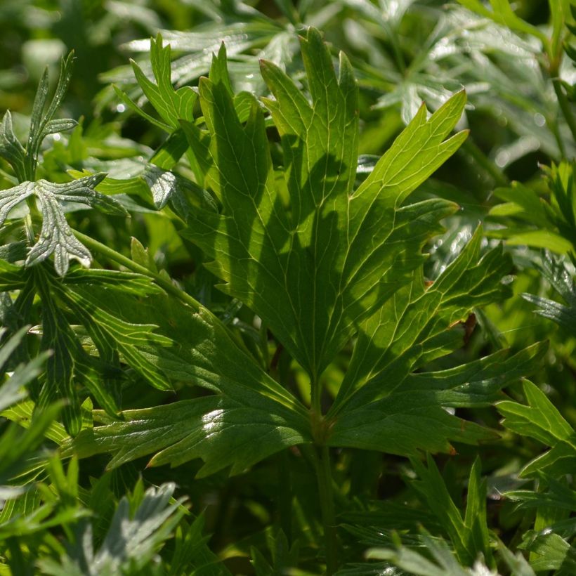 Pulsatilla vulgaris Rubra (Röde Klokke) - Anémone pulsatille (Feuillage)