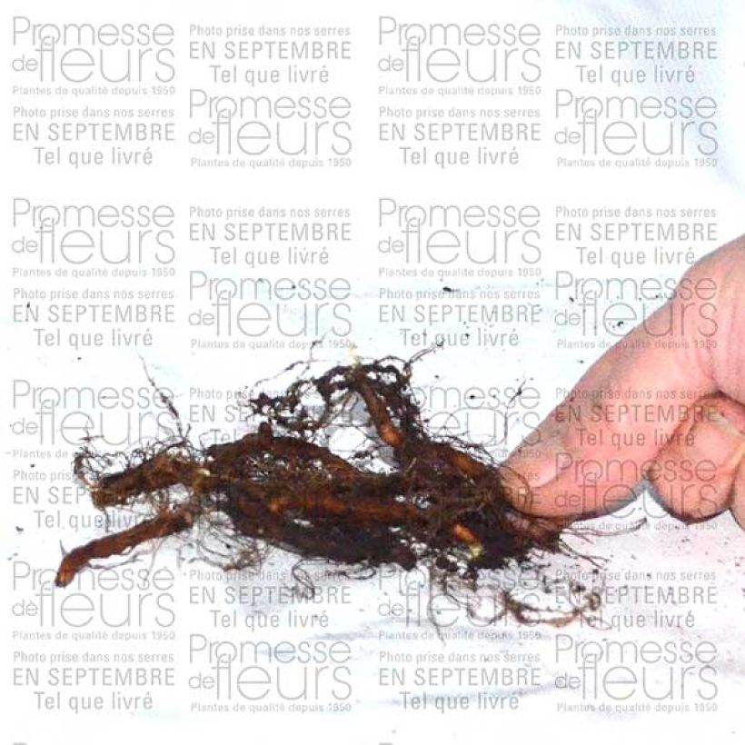 Exemple de spécimen de Anemone ranunculoides - Anémone fausse renoncule Bulbe calibre I tel que livré