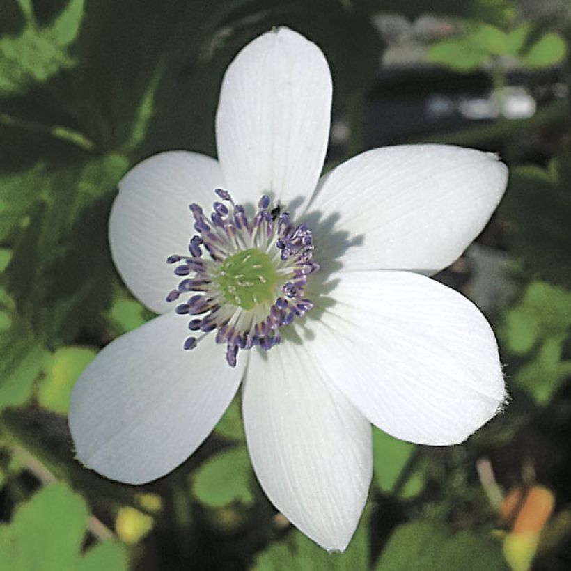 Anémone des rives - Anemone rivularis (Floraison)