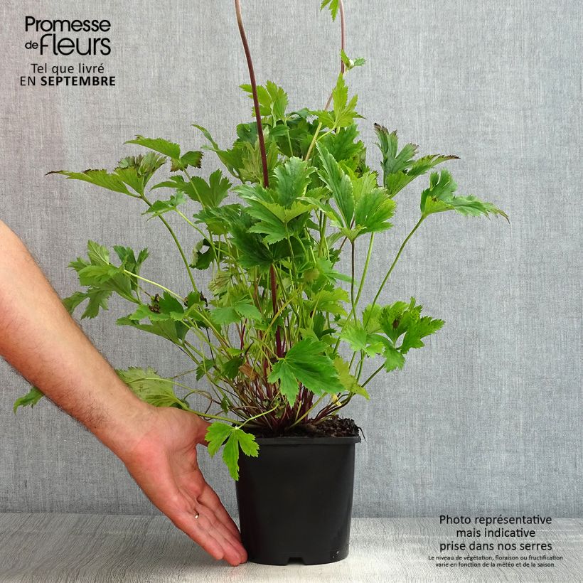 Spécimen de Anemone Ruffled Swan - Anémone japonaise Pot de 2L/3L tel que livré en été