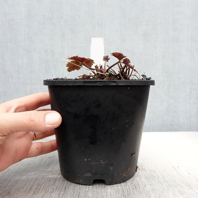 Spécimen de Anemone Ruffled Swan - Anémone japonaise - Pot de 2L/3L tel que livré au printemps