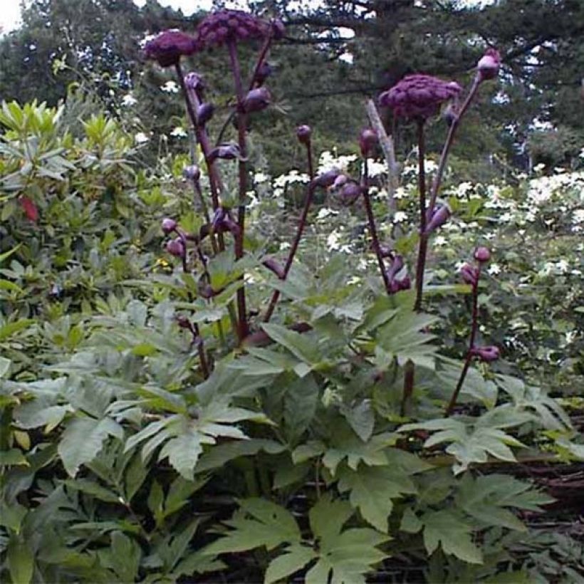 Angelica gigas - Angélique rouge (Feuillage)