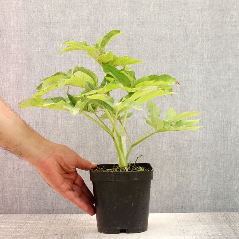 Spécimen de Angelica gigas - Angélique rouge Pot de 2L/3L tel que livré en été