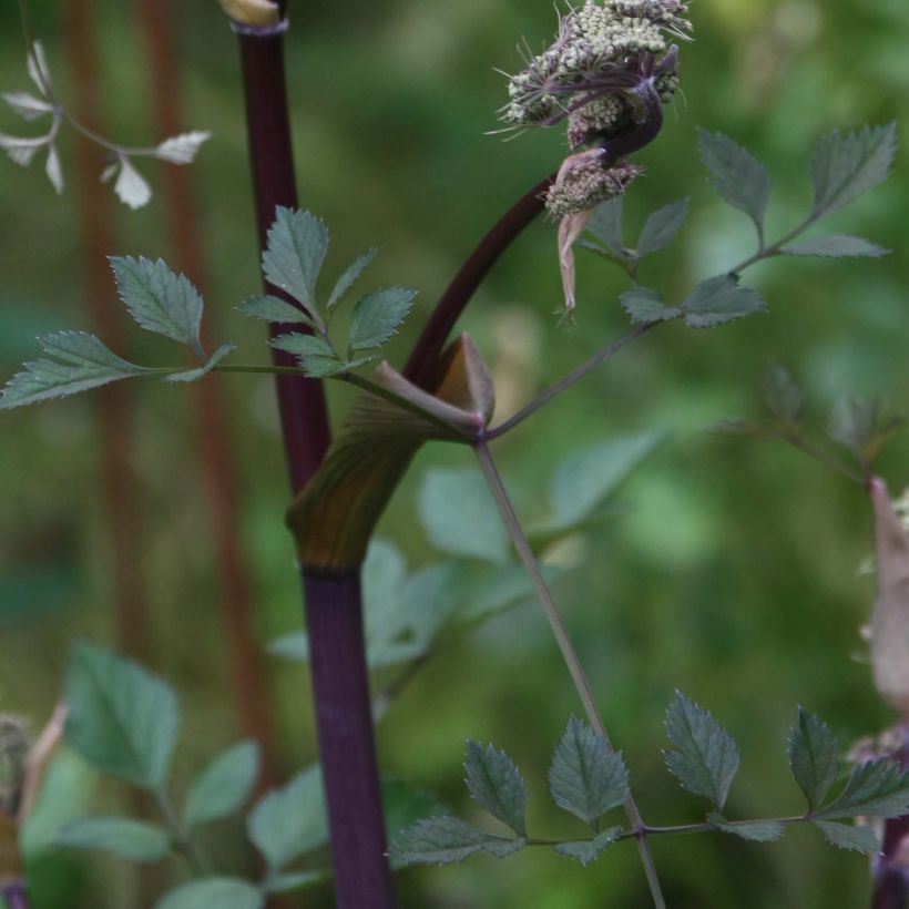 Angelica sylvestris Vicar's Mead - Angélique (Feuillage)