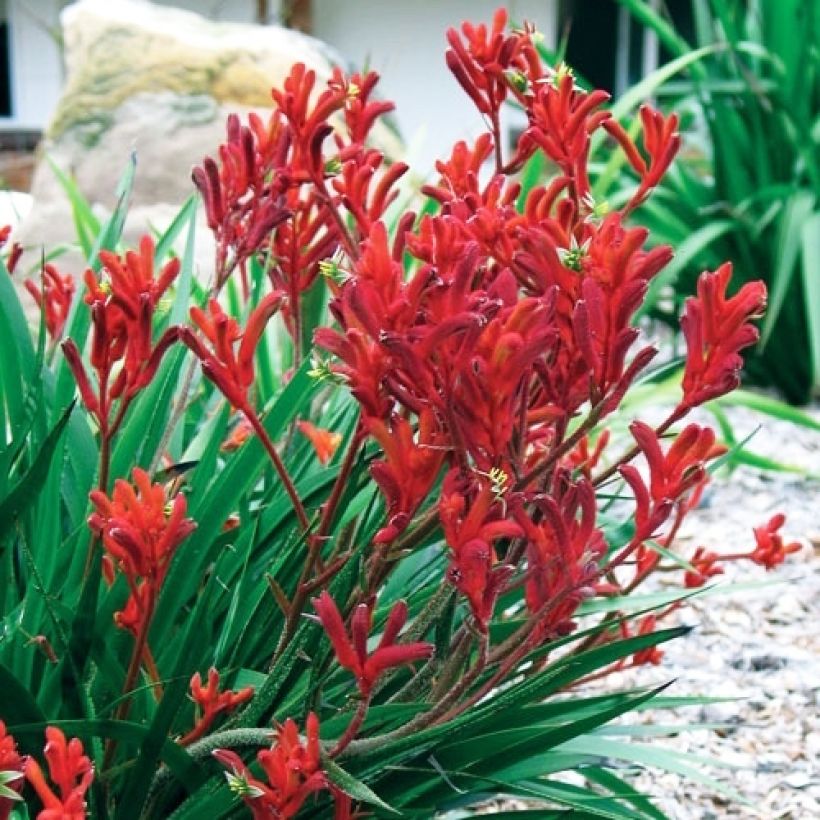 Anigozanthos Bush Inferno (Port)