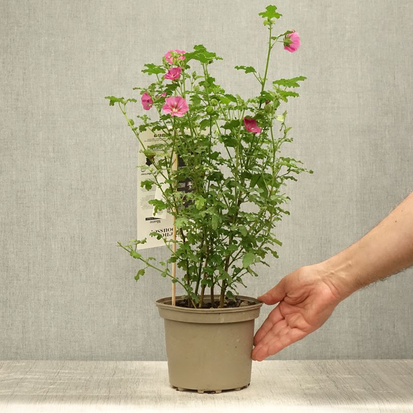 Spécimen de Anisodontea capensis El Rayo - Mauve arbustive du Cap Pot de 1,5L/2L tel que livré en été