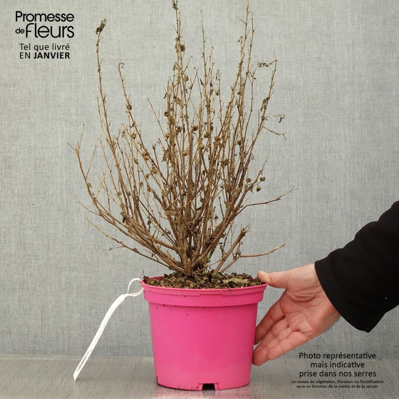 Spécimen de Anisodontea Lady in Pink Pot de 3L/4L tel que livré en hiver