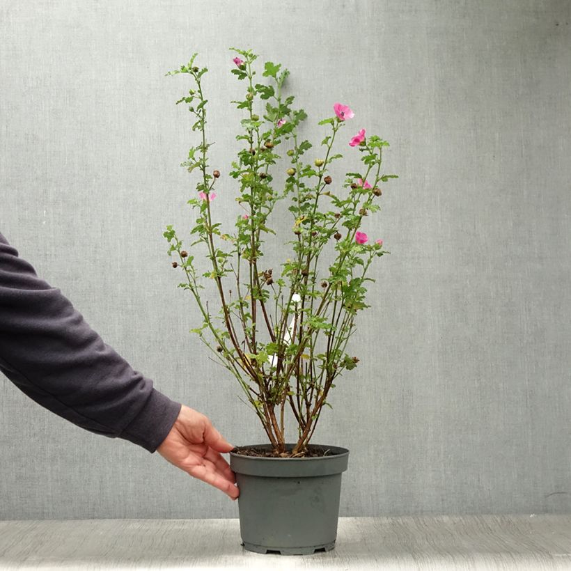 Spécimen de Anisodontea scabrosa Large Red - Mauve du Cap Pot de 3L/4L tel que livré en été