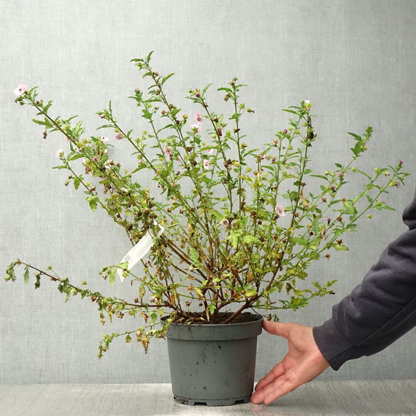 Spécimen de Anisodontea scabrosa Miss Pinky - Mauve du Cap - Pot de 3L/4L tel que livré en été