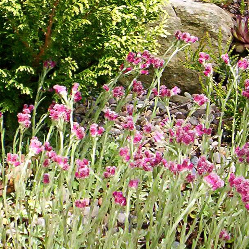 Antennaria dioica Rubra - Antennaire dioïque (Floraison)