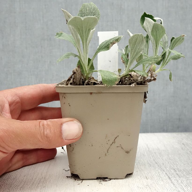 Spécimen de Antennaria plantaginifolia - Antennaire à feuilles de plantain Godet de 8/9 cm tel que livré en été