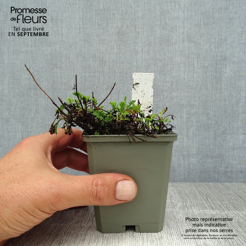 Spécimen de Anthemis carpatica Karpatenschnee - Camomille des monts Carpates Karpatenschnee Godet de 8/9 cm tel que livré en été