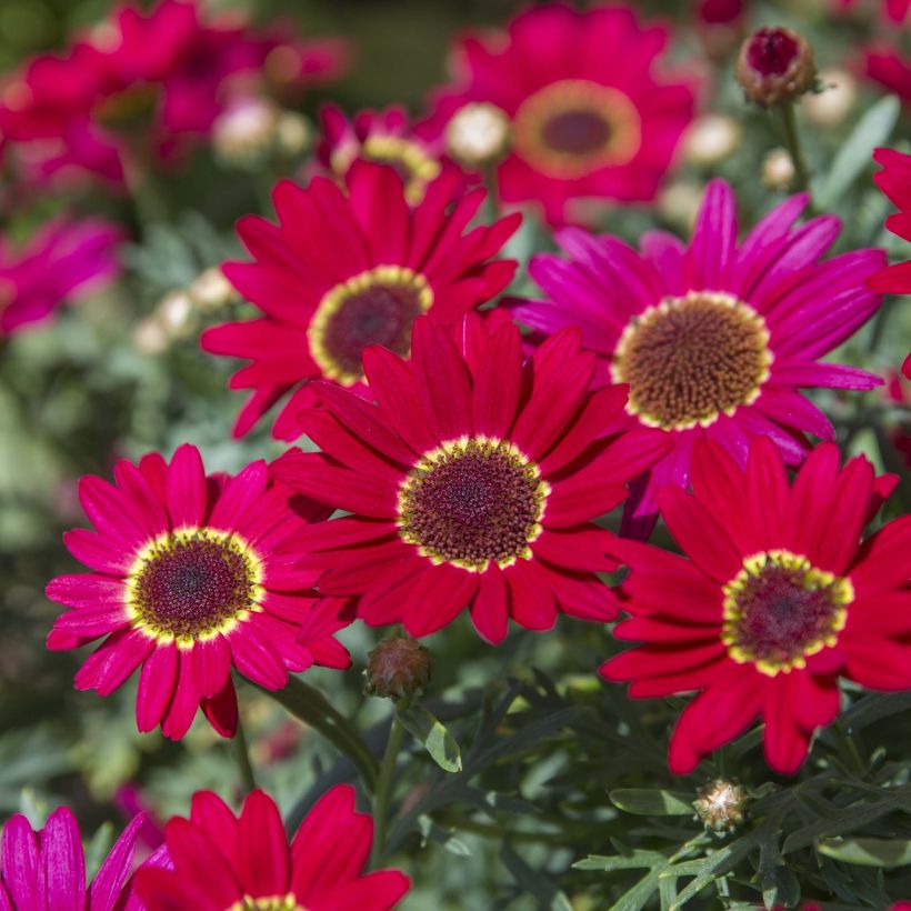 Anthémis Grandaisy Ruby (Floraison)