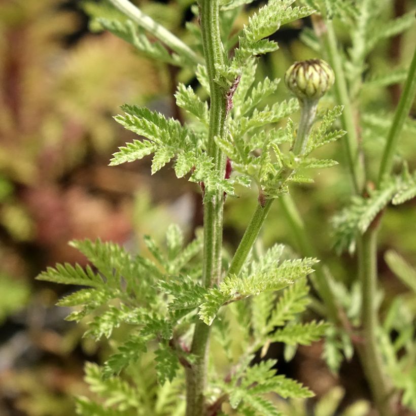 Anthemis sancti-johannis - Anthémis de la Saint-Jean (Feuillage)