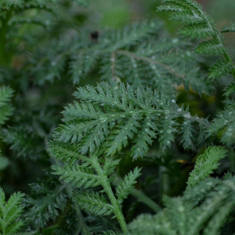 Anthemis tinctoria Sauce Hollandaise - Fausse Camomille (Feuillage)