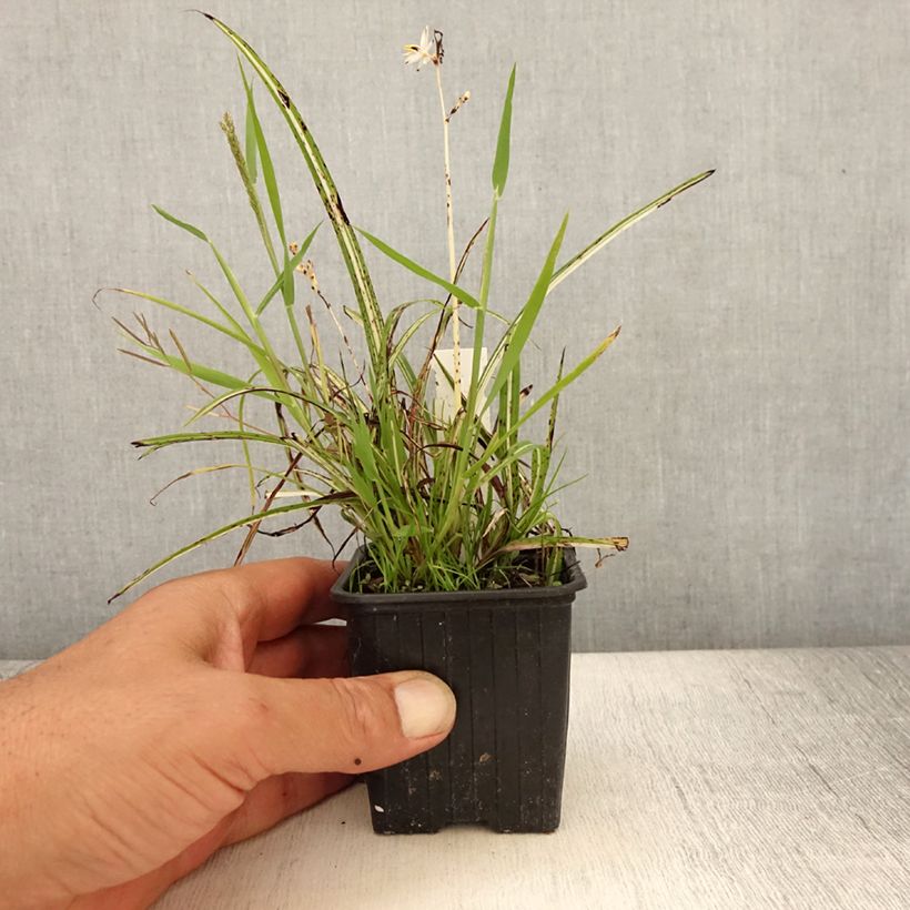 Spécimen de Anthericum saundersiae Starlight - Chlorophytum panaché Godet de 8/9 cm tel que livré en été