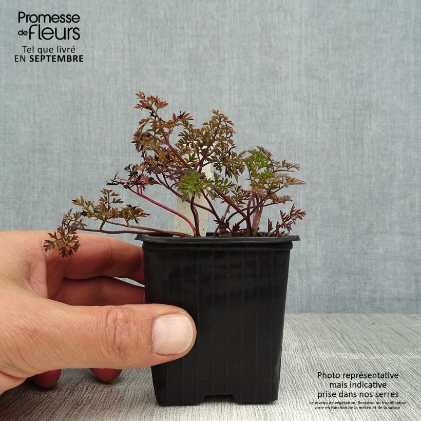 Spécimen de Anthriscus sylvestris Ravenswing - Cerfeuil sauvage Godet de 8/9 cm tel que livré en été