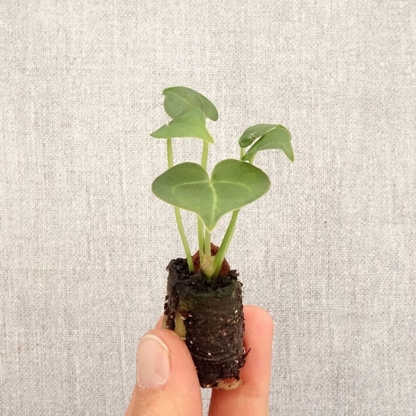 Spécimen de Anthurium clarinervium - Mini-motte Ø 3/4 cm tel que livré au printemps