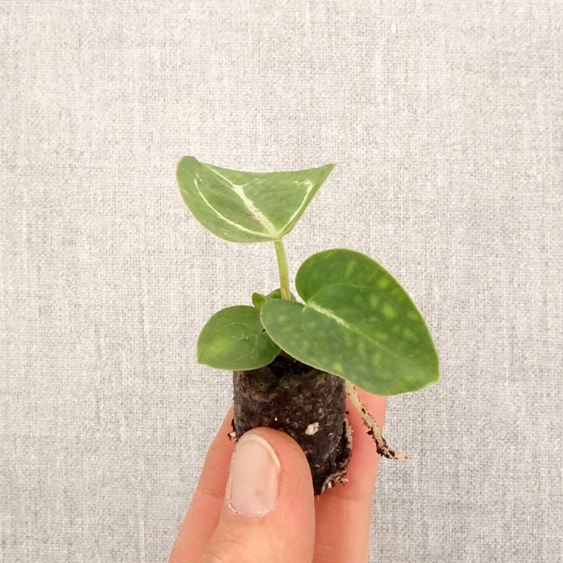 Spécimen de Anthurium crystallinum - Mini-motte Ø 3/4 cm tel que livré au printemps