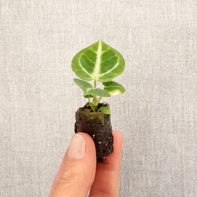 Spécimen de Anthurium Dorayaki - Mini-motte Ø 3/4 cm tel que livré au printemps