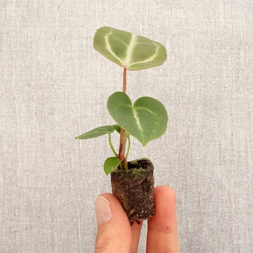 Spécimen de Anthurium Dorayaki x magnificum - Mini-motte Ø 3/4 cm tel que livré au printemps