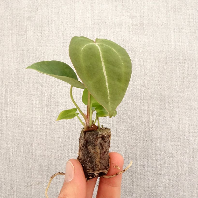 Spécimen de Anthurium forgetii Mini-plante tel que livré au printemps
