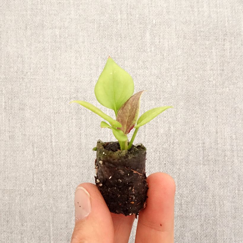 Spécimen de Anthurium jenmanii Gold - Mini-motte Ø 3/4 cm tel que livré au printemps