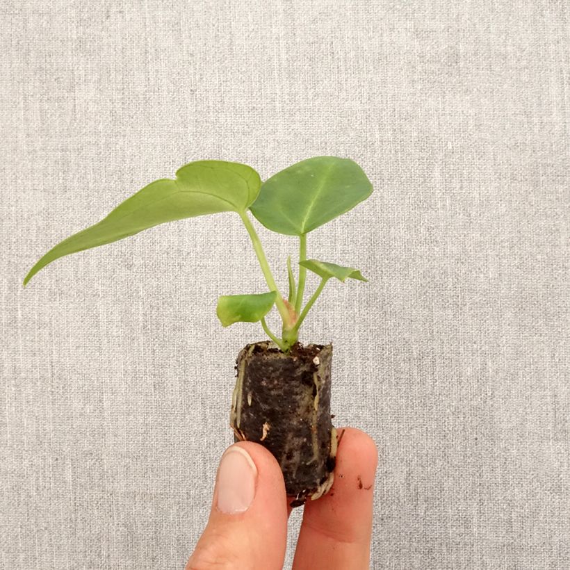 Spécimen de Anthurium magnificum - Mini-motte Ø 3/4 cm tel que livré au printemps