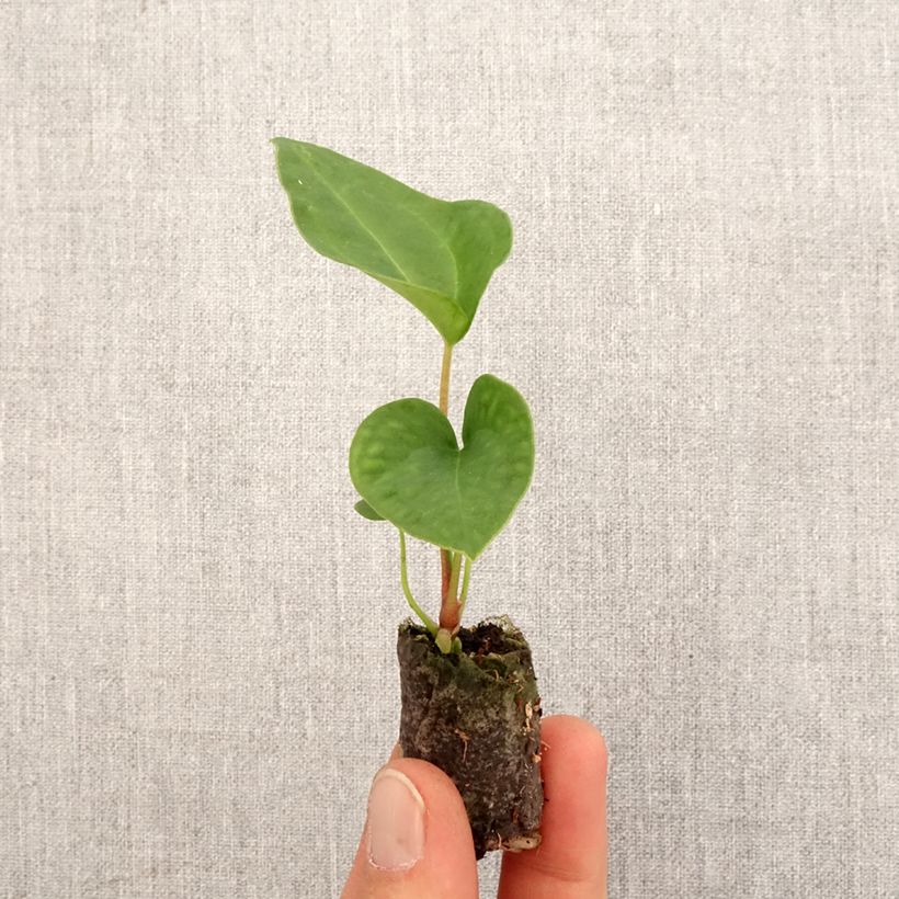 Spécimen de Anthurium magnificum x Dark Phoenix - Mini-motte Ø 3/4 cm tel que livré au printemps