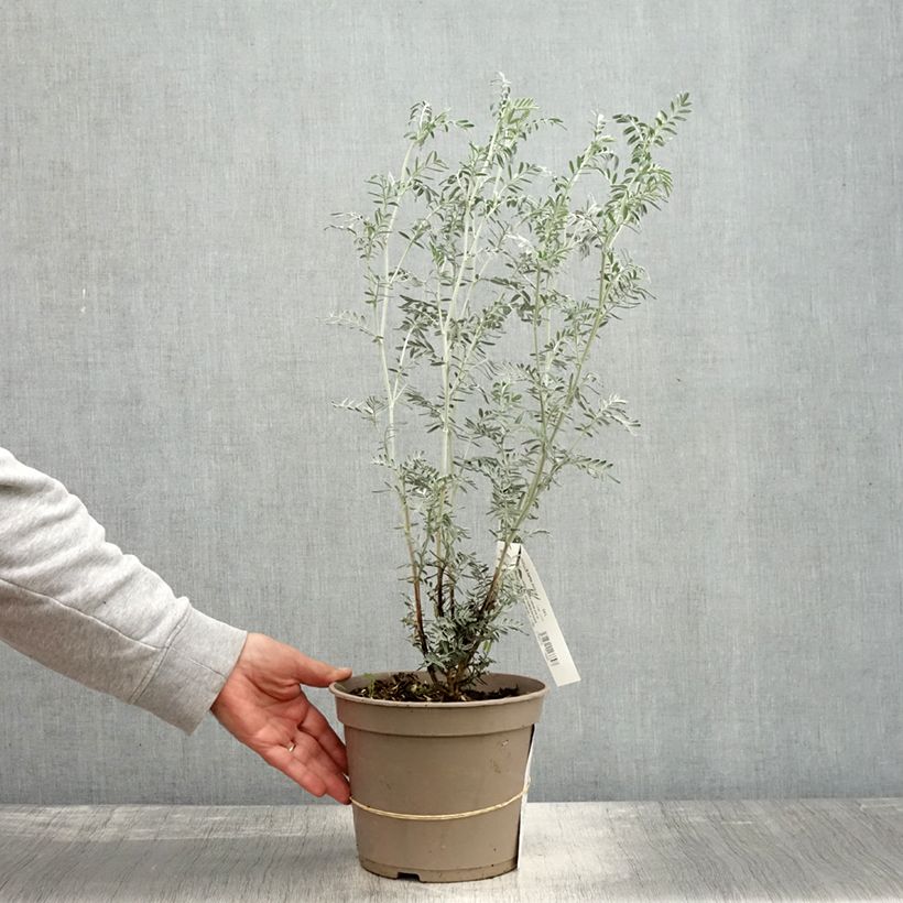 Spécimen de Anthyllis barba-jovis - Anthyllide Barbe de Jupiter Pot de 4L/5L tel que livré en automne