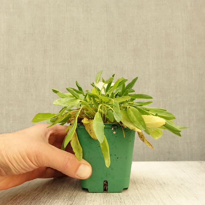 Spécimen de Anthyllis vulneraria var. coccinea, Vulnéraire Godet de 8/9 cm tel que livré en automne