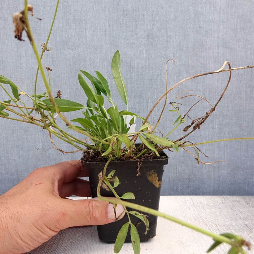 Spécimen de Anthyllis vulneraria var. coccinea, Vulnéraire Godet de 8/9 cm tel que livré en été