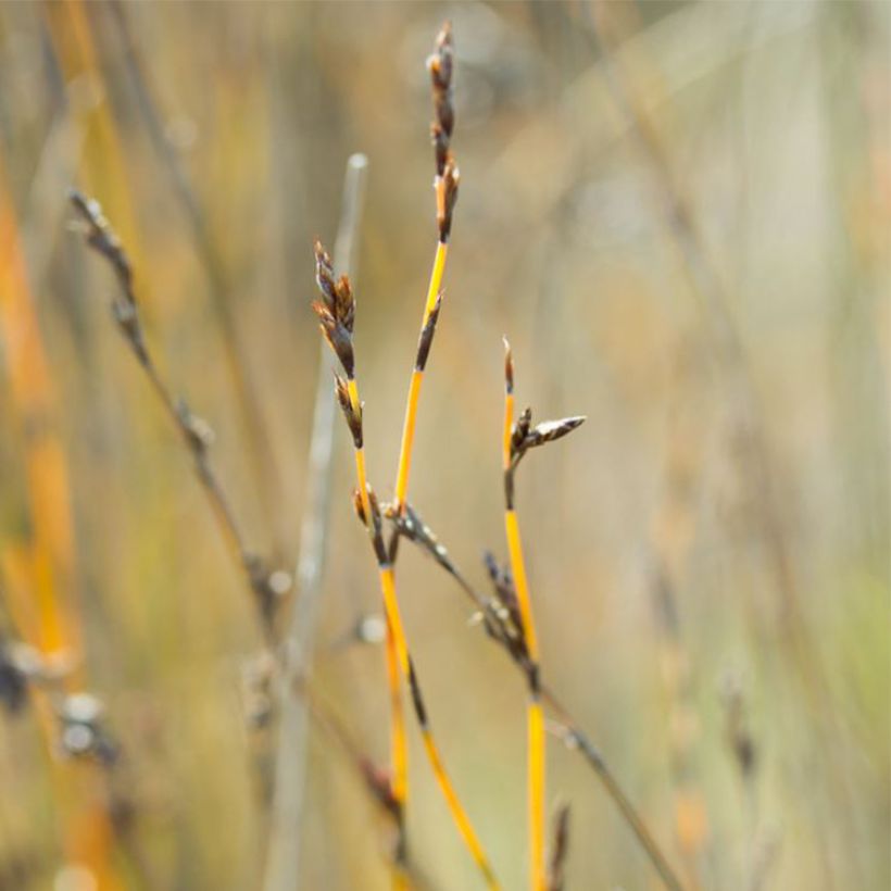 Apodasmia similis - Restio (Floraison)