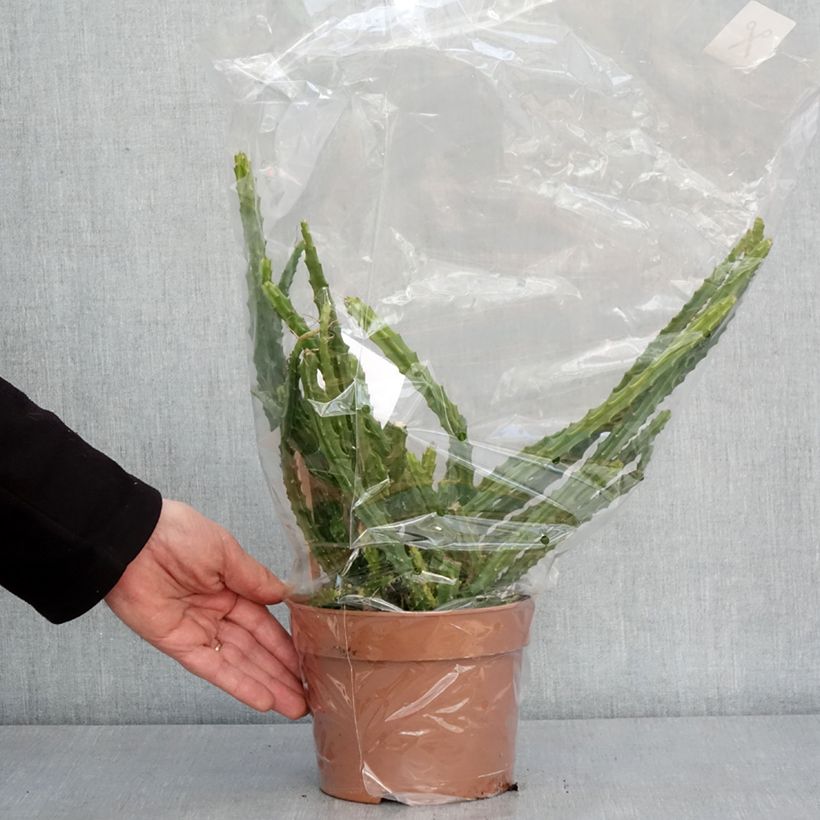 Spécimen de Aporophyllum malisonii - Cactus Queue de Rat Pot de 2L/3L tel que livré en hiver