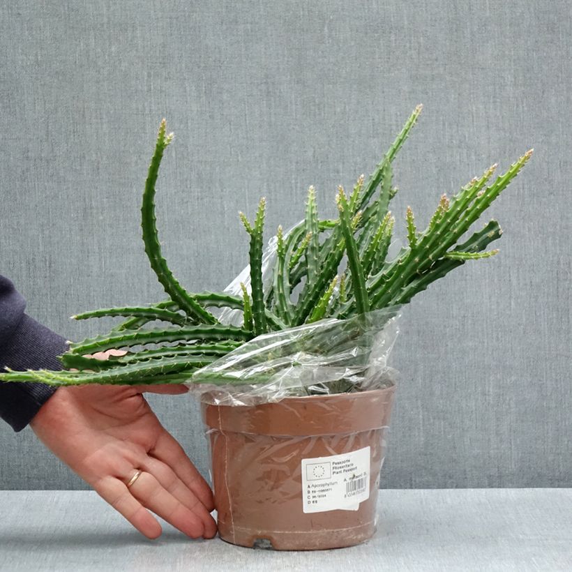 Spécimen de Aporophyllum malisonii - Cactus Queue de Rat - Pot de 2L/3L tel que livré au printemps
